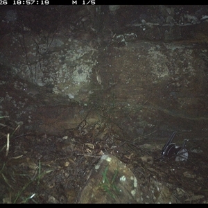 Antechinus flavipes at Bucketty, NSW - 26 May 2025 06:57 PM