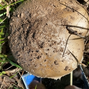 Unverified Cap on a stem; gills below cap [mushrooms or mushroom-like] at Broke, NSW - 7 Jun 2025 by RoyP
