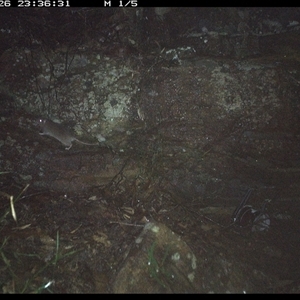 Rattus fuscipes (Bush Rat) at Bucketty, NSW - 26 May 2025 by MartinPredavec