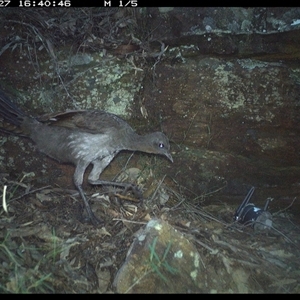 Menura novaehollandiae (Superb Lyrebird) at Bucketty, NSW - 27 May 2025 by MartinPredavec