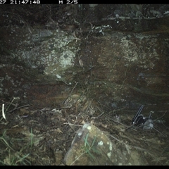 Antechinus flavipes (Yellow-footed Antechinus) at Bucketty, NSW - 27 May 2025 by MartinPredavec