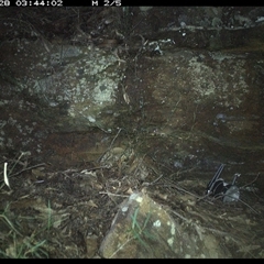 Antechinus flavipes (Yellow-footed Antechinus) at Bucketty, NSW - 28 May 2025 by MartinPredavec