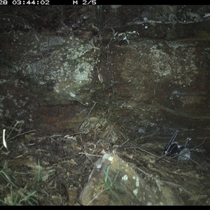 Antechinus flavipes (Yellow-footed Antechinus) at Bucketty, NSW - 28 May 2025 by MartinPredavec