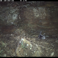 Antechinus flavipes (Yellow-footed Antechinus) at Bucketty, NSW - 28 May 2025 by MartinPredavec