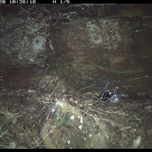 Antechinus flavipes (Yellow-footed Antechinus) at Bucketty, NSW - 28 May 2025 by MartinPredavec