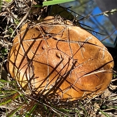 Unverified Bolete - Fleshy texture, stem central (more-or-less) at Broke, NSW - 7 Jun 2025 by RoyP