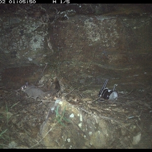 Petaurus breviceps (Sugar Glider) at Bucketty, NSW - 2 Jun 2025 by MartinPredavec
