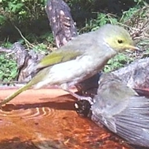 Ptilotula penicillata at Ballyroe, NSW - suppressed