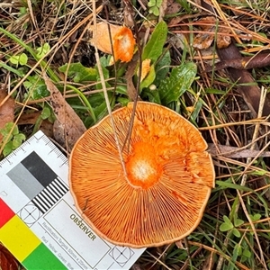 Lactarius deliciosus at Emerald, VIC - suppressed