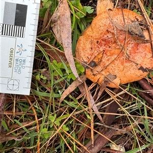 Lactarius deliciosus at Emerald, VIC - suppressed