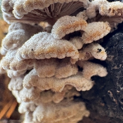 Schizophyllum commune (Split Gill Fungus) at Emerald, VIC - 7 Jun 2025 by GlossyGal
