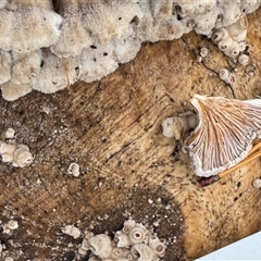 Schizophyllum commune at Emerald, VIC - suppressed