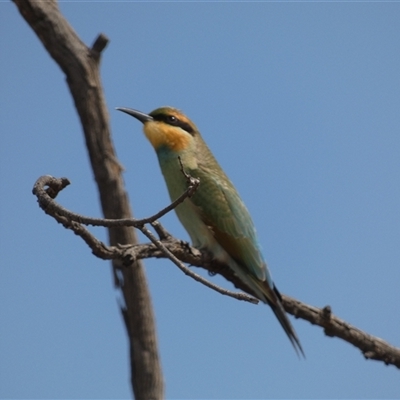 Merops ornatus (Rainbow Bee-eater) at Ballyroe, NSW - 21 Feb 2020 by TwoRivers