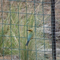 Merops ornatus at Ballyroe, NSW - suppressed