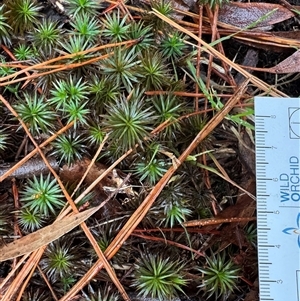 Polytrichum by GlossyGal