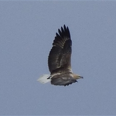 Haliaeetus leucogaster at Sloping Main, TAS - Yesterday by VanessaC