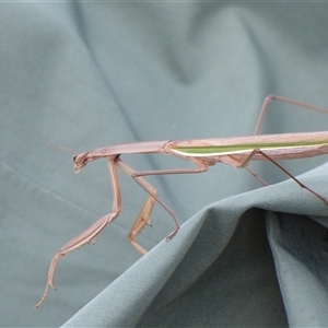 Tenodera australasiae at Sloping Main, TAS - 7 Jun 2025 by VanessaC
