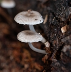 Mycena sp. (genus) (Mycena) at Penrose, NSW - 17 May 2025 by Aussiegall