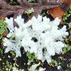 Unverified Lichen at Sloping Main, TAS - 7 Jun 2025 by VanessaC