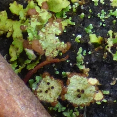 Unverified Lichen at Sloping Main, TAS - 7 Jun 2025 by VanessaC