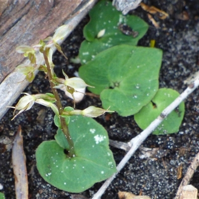 Unverified Orchid at Sloping Main, TAS - 7 Jun 2025 by VanessaC