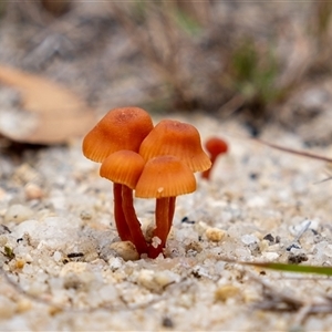 Laccaria sp. by Aussiegall