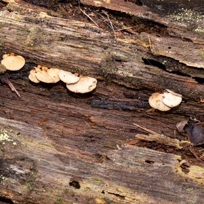 Panellus pusillus (Little Ping-pong Bat) by Aussiegall