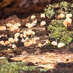 Panellus pusillus at Penrose, NSW - suppressed