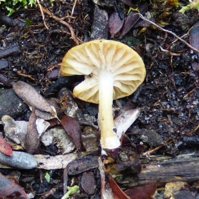 Unverified Cap on a stem; gills below cap [mushrooms or mushroom-like] at Sloping Main, TAS - Yesterday by VanessaC