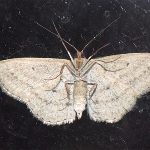 Scopula rubraria (Reddish Wave, Plantain Moth) at Sheldon, QLD - Yesterday by PJH123