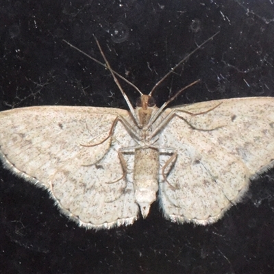 Scopula rubraria (Reddish Wave, Plantain Moth) at Sheldon, QLD - Yesterday by PJH123