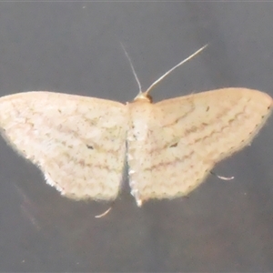 Scopula rubraria at Sheldon, QLD - Yesterday 06:57 PM