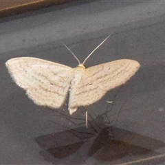 Scopula rubraria at Sheldon, QLD - Yesterday 06:57 PM