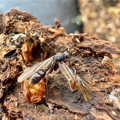 Myrmecia sp. (genus) (Bull ant or Jack Jumper) at Gundagai, NSW - 7 Jun 2025 by Hejor1