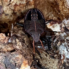 Theseus modestus (Gum tree shield bug) at Gundagai, NSW - Yesterday by Hejor1