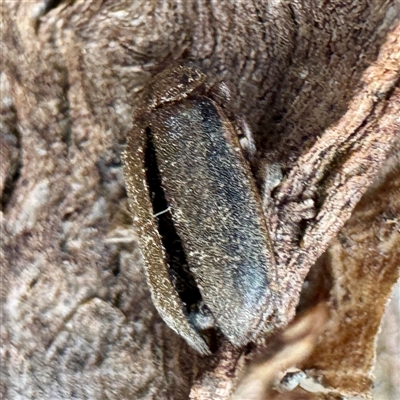 Xanthogaleruca luteola (Elm leaf beetle) at Gundagai, NSW - 7 Jun 2025 by Hejor1