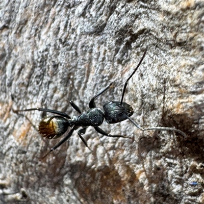 Camponotus aeneopilosus (A Golden-tailed sugar ant) at Gundagai, NSW - 7 Jun 2025 by Hejor1