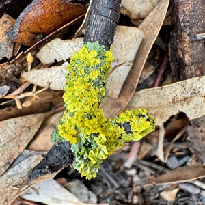 Xanthoria sp. (genus) at Gundagai, NSW - Yesterday by Hejor1