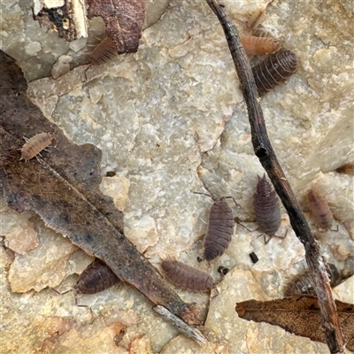 Porcellionides pruinosus at Gundagai, NSW - 7 Jun 2025 by Hejor1