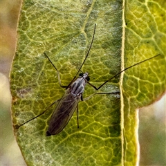Chironomidae (family) (Non-biting Midge) at Gundagai, NSW - 7 Jun 2025 by Hejor1