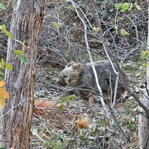 Vombatus ursinus (Common wombat, Bare-nosed Wombat) at Tharwa, ACT - 15 May 2025 by ChrisHolder