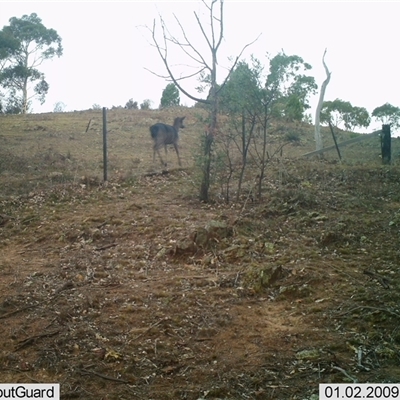 Dama dama (Fallow Deer) at Tharwa, ACT - 22 May 2025 by ChrisHolder