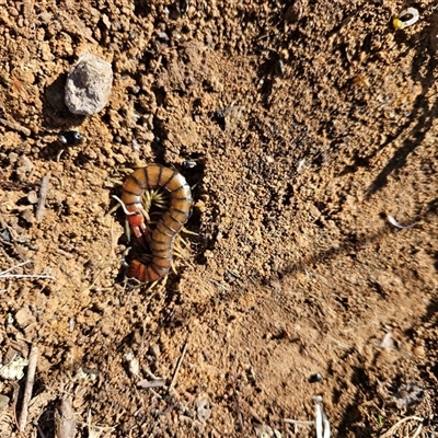 Unverified Symphyla (Garden Centipede) at Tharwa, ACT - 5 Jun 2025 by ChrisHolder