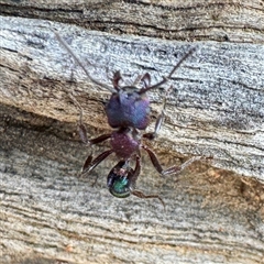 Rhytidoponera sp. (genus) (Rhytidoponera ant) at Gundagai, NSW - 7 Jun 2025 by Hejor1