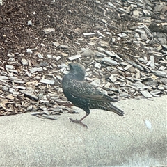 Sturnus vulgaris (Common Starling) at Yass, NSW - 7 Jun 2025 by Hejor1