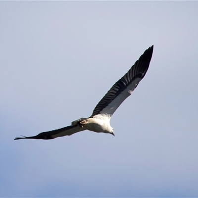 Haliaeetus leucogaster (White-bellied Sea-Eagle) at Beerburrum, QLD - 18 May 2025 by jb2602