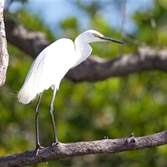 Ardea alba at Beerburrum, QLD - 18 May 2025 by jb2602