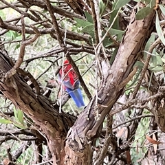 Platycercus elegans (Crimson Rosella) at Acton, ACT - 7 Jun 2025 by JimL