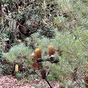 Anthochaera carunculata (Red Wattlebird) at Acton, ACT - Yesterday by JimL