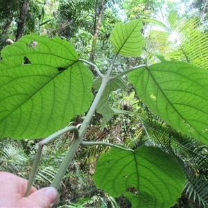 Clerodendrum tracyanum at Syndicate, QLD - 14 Dec 2017 02:04 PM